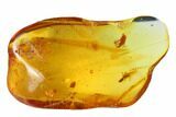 Detailed Fossil Flies, Ant and Spider in Baltic Amber #135065-6